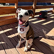 Winnie joined the competition — help win amazing prizes! dog, puppy, bandana, auburn_tigers, wooden_deck, sunlight, outdoor, happy, pet, sitting, tongue_out, ears_up, shadow, fence, smiling, animal, playful, domestic_animal, daylight, collar