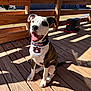 dog, puppy, bandana, auburn_tigers, wooden_deck, sunlight, outdoor, happy, pet, sitting, tongue_out, ears_up, shadow, fence, smiling, animal, playful, domestic_animal, daylight, collar