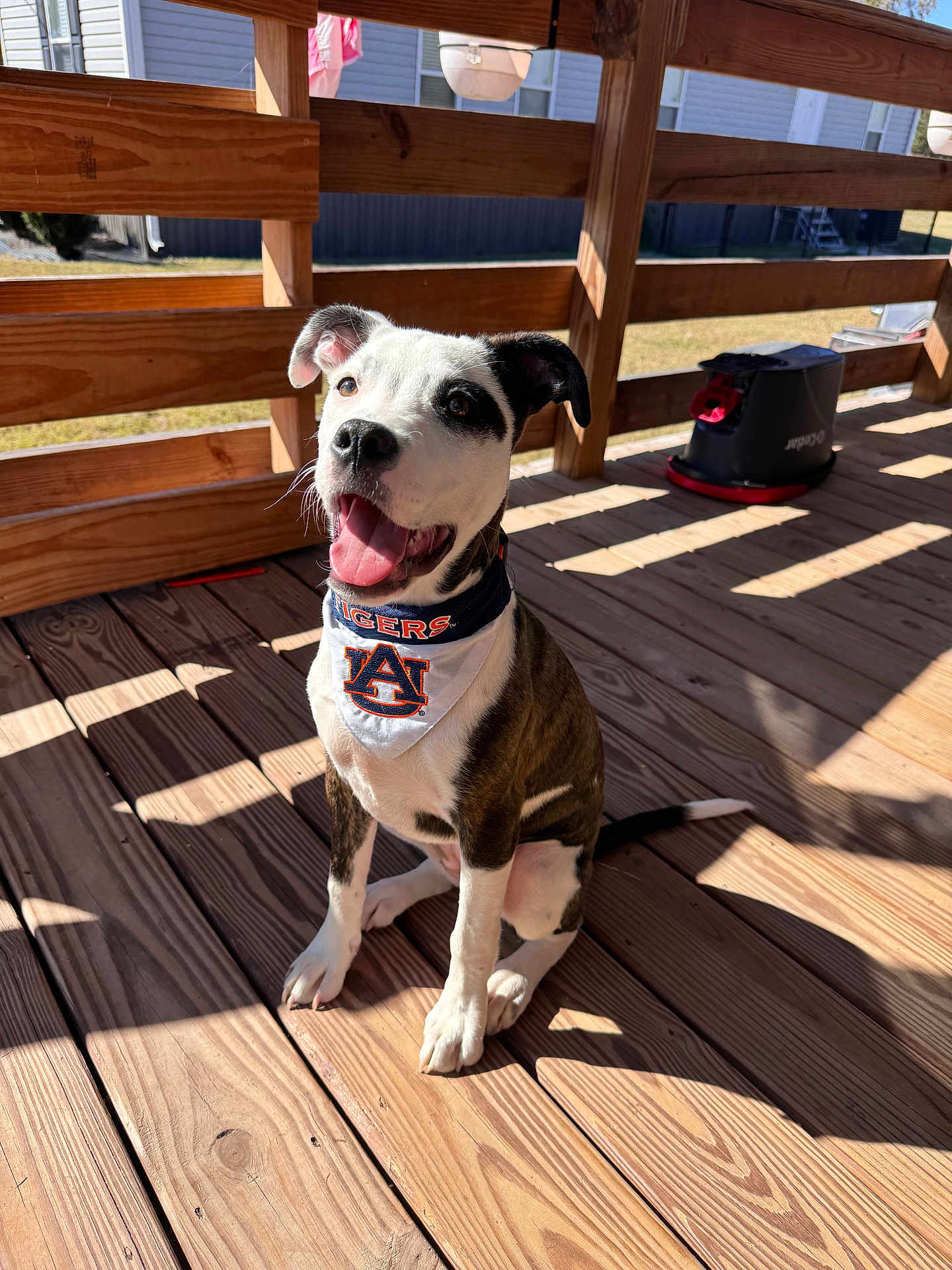 Winnie joined the competition — help win amazing prizes! dog, puppy, bandana, auburn_tigers, wooden_deck, sunlight, outdoor, happy, pet, sitting, tongue_out, ears_up, shadow, fence, smiling, animal, playful, domestic_animal, daylight, collar