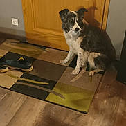 Ania participe au concours pour gagner de l'argent avec cette photo : accessories, animal, canine, clothing, cockerspaniel, collie, dog, footwear, hardwood, homedecor, hound, husky, indoors, interiordesign, pet, plywood, puppy, shoe, strap, wood