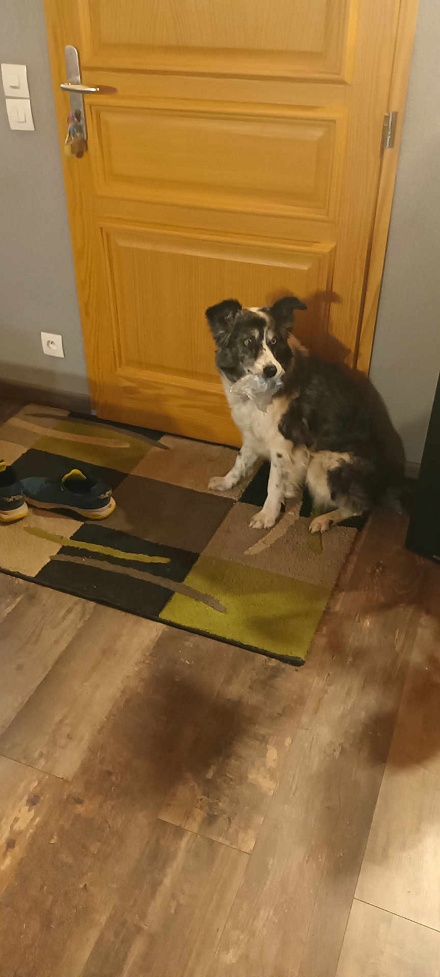 Ania participe au concours pour gagner de l'argent avec cette photo : accessories, animal, canine, clothing, cockerspaniel, collie, dog, footwear, hardwood, homedecor, hound, husky, indoors, interiordesign, pet, plywood, puppy, shoe, strap, wood