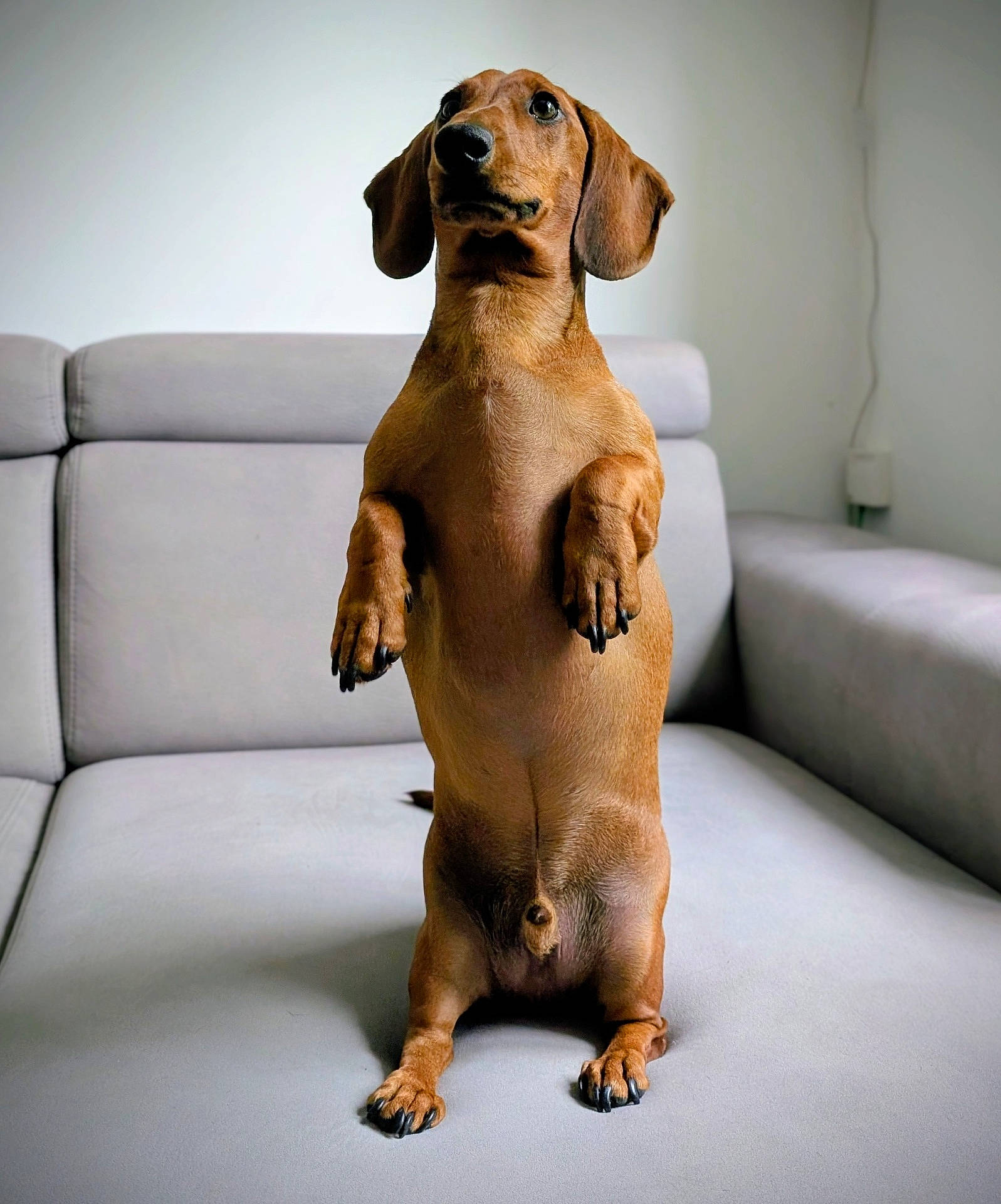 Pluton a rejoint le concours — aidez-le/la à gagner de superbes lots ! alert, animal, brown_dog, canine, companion, couch, cute, dachshund, dog, domestic_animal, ears, fur, house, indoor, looking_up, minimalist, paw, pet, sitting, sofa