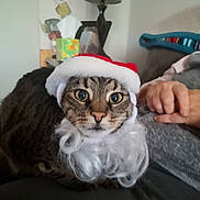 Java Mae is registered to the contest to win money with this photo: animal, beard, cat, christmas, closeup, costume, couch, curious, cute, face, feline, fur, holiday, indoor, lamp, person_hand, pet, santa_hat, tabby_cat, whiskers
