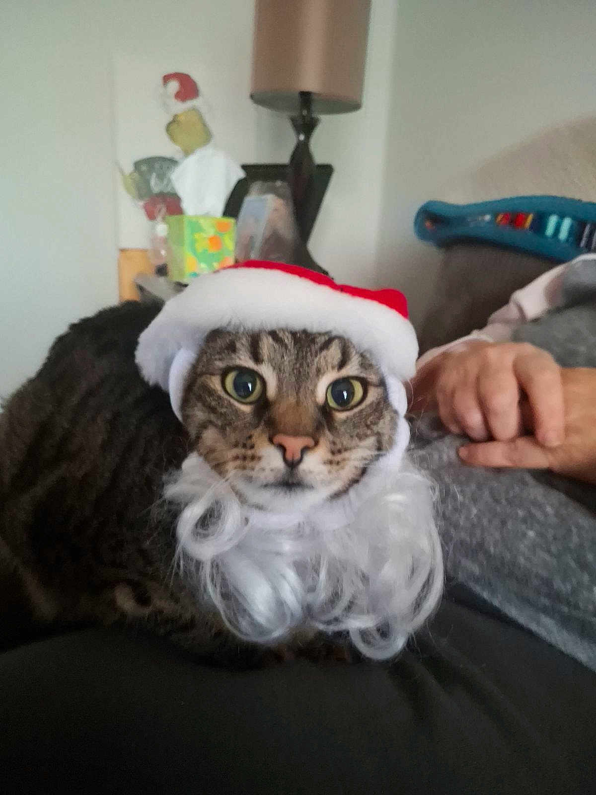 Java Mae is registered to the contest to win money with this photo: animal, beard, cat, christmas, closeup, costume, couch, curious, cute, face, feline, fur, holiday, indoor, lamp, person_hand, pet, santa_hat, tabby_cat, whiskers