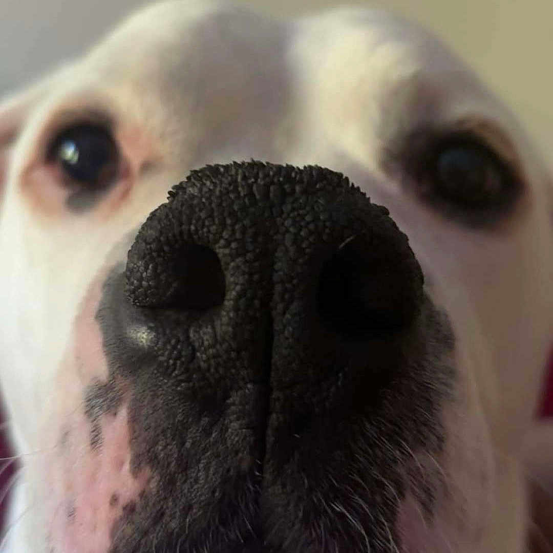 Brutus is registered to the contest to win money with this photo: animal, boxer, bulldog, canine, dog, frenchbulldog, greatdane, hound, labradorretriever, person, pet, pitbull, puppy, skin, sleeping, snout, whitedog