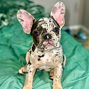 Lola Liiinda joined the competition — help win amazing prizes! puppy, dog, french_bulldog, merle, pet, animal, ears, eyes, face, sitting, indoor, blanket, green, cute, young, fur, snout, nose, front_paws, attention
