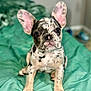 puppy, dog, french_bulldog, merle, pet, animal, ears, eyes, face, sitting, indoor, blanket, green, cute, young, fur, snout, nose, front_paws, attention