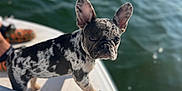 Lola Liiinda is registered to the contest to win money with this photo: dog, french_bulldog, puppy, boat, water, outdoor, sunlight, animal, pet, perky_ears, curious, nautical, spot, merle, canine, adventure, summer, daylight, cute, curiosity