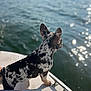 dog, boat, water, lake, animal, pet, outdoor, sunlight, reflection, fur, black_and_white, speckled, ears, paw, nature, daytime, canine, side_view, calm, vacation