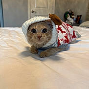 Tiger is registered to the contest to win money with this photo: animal, bed, blanket, cat, clothing, cozy, cute, decor, domestic, fur, holiday, hood, indoor, kitten, looking_at_camera, paws, pet, resting, sweater, whiskers