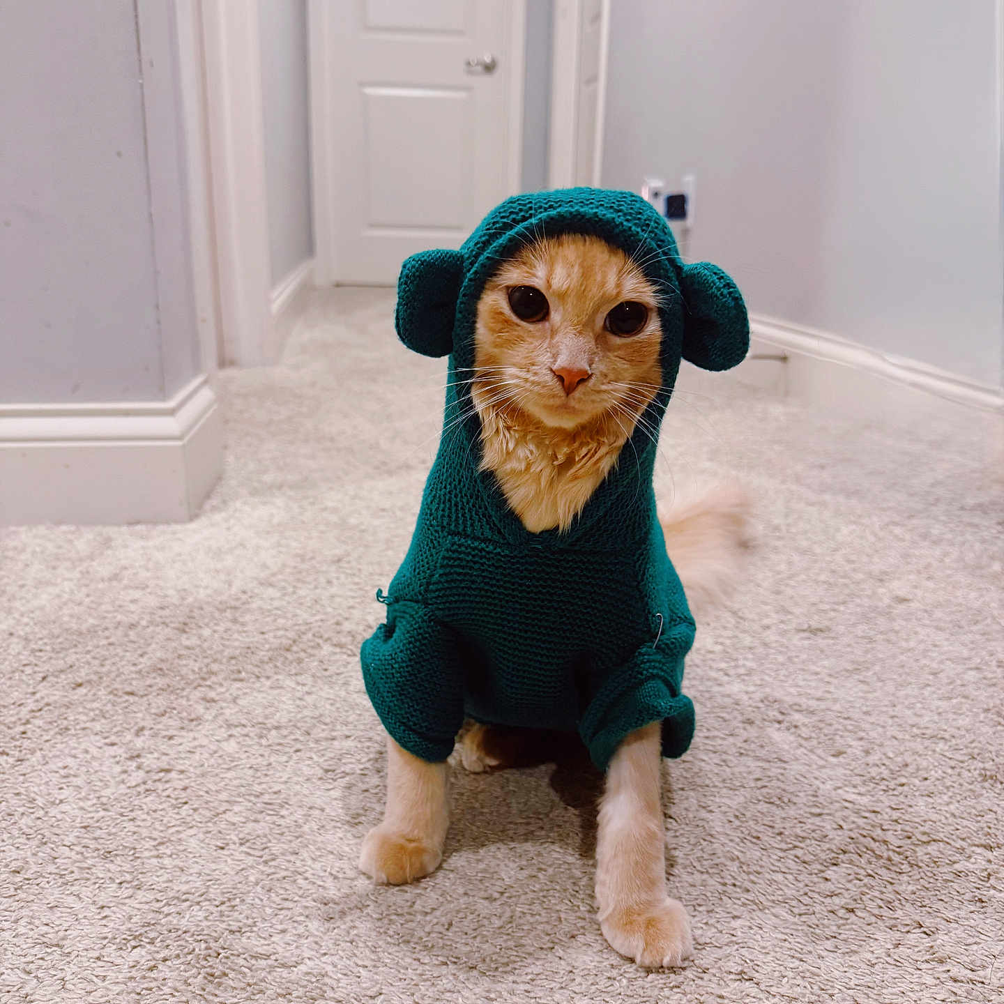 Tiger joined the competition — help win amazing prizes! adorable, animal, carpet, cat, clothing, cozy, cute, domestic_cat, ears, feline, fur, green, hallway, hoodie, indoor, knitwear, looking_at_camera, orange_cat, pet, sitting