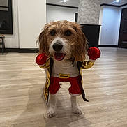 Lycan joined the competition — help win amazing prizes! dog, puppy, boxing, costume, champion, gloves, red_gloves, sportswear, pet, animal, standing, portrait, indoors, hallway, wood_floor, brown_fur, white_fur, happy, funny, dress_up