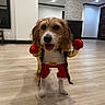 dog, puppy, boxing, costume, champion, gloves, red_gloves, sportswear, pet, animal, standing, portrait, indoors, hallway, wood_floor, brown_fur, white_fur, happy, funny, dress_up