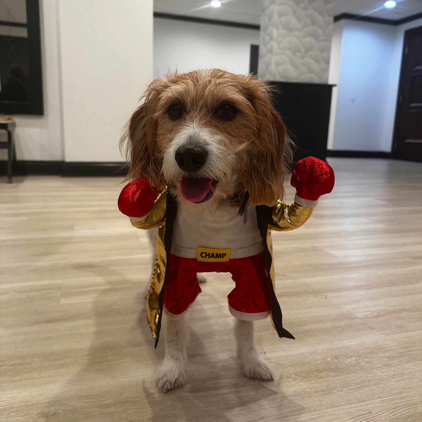 Lycan joined the competition — help win amazing prizes! dog, puppy, boxing, costume, champion, gloves, red_gloves, sportswear, pet, animal, standing, portrait, indoors, hallway, wood_floor, brown_fur, white_fur, happy, funny, dress_up