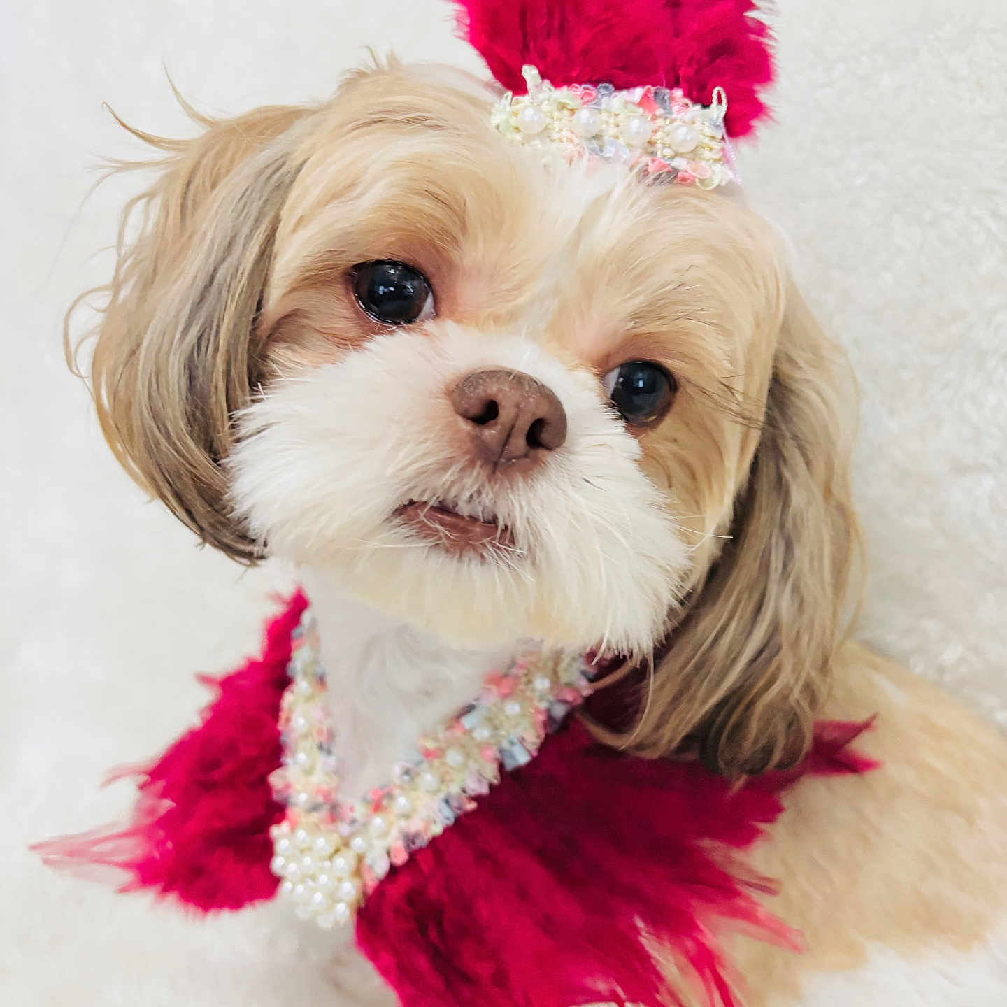 Remy is registered to the contest to win money with this photo: dog, pet, costume, feathers, pearl_necklace, cute, fluffy, portrait, white_background, small_dog, fashion, closeup, adorable, looking_at_camera, decorative, fancy, animal, domestic_animal, groomed, accessory