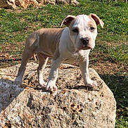 Tyron participe au concours pour gagner de l'argent avec cette photo : puppy, dog, rock, outdoor, grass, bushes, sunny, nature, young_dog, pet, animal, standing, daylight, yard, fence, greenery, cute, canine, small_dog, alert