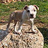 puppy, dog, rock, outdoor, grass, bushes, sunny, nature, young_dog, pet, animal, standing, daylight, yard, fence, greenery, cute, canine, small_dog, alert