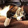 Zira joined the competition — help win amazing prizes! cat, black_and_white, pet, animal, feline, lying_down, sunlight, blanket, cozy, whiskers, indoor, relaxed, fur, paw, cute, resting, close_up, soft, comfortable, home