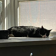 Zira joined the competition — help win amazing prizes! cat, black_and_white_cat, sleeping, windowsill, sunlight, radio, window, daylight, shadow, indoor, resting, pet, animal, cozy, quiet, relaxation, napping, fur, whiskers, pink_nose