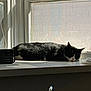 cat, black_and_white_cat, sleeping, windowsill, sunlight, radio, window, daylight, shadow, indoor, resting, pet, animal, cozy, quiet, relaxation, napping, fur, whiskers, pink_nose
