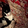 Zira is registered to the contest to win money with this photo: cat, black_and_white_cat, person, face, glasses, cushion, patterned_fabric, paw, close_up, indoor, resting, cozy, pet, animal, feline, comfort, soft_lighting, snuggling, relaxation, companion