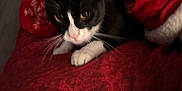 Zira joined the competition — help win amazing prizes! cat, black_and_white, blanket, red, paws, indoor, cozy, curious, animal, pet, feline, whiskers, face, fur, resting, soft, pattern, snowflake, comfort, closeup