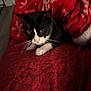 cat, black_and_white, blanket, red, paws, indoor, cozy, curious, animal, pet, feline, whiskers, face, fur, resting, soft, pattern, snowflake, comfort, closeup