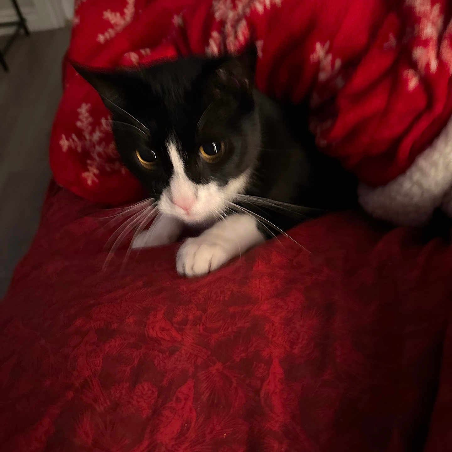 Zira joined the competition — help win amazing prizes! animal, black_and_white, blanket, cat, closeup, comfort, cozy, curious, face, feline, fur, indoor, pattern, paws, pet, red, resting, snowflake, soft, whiskers