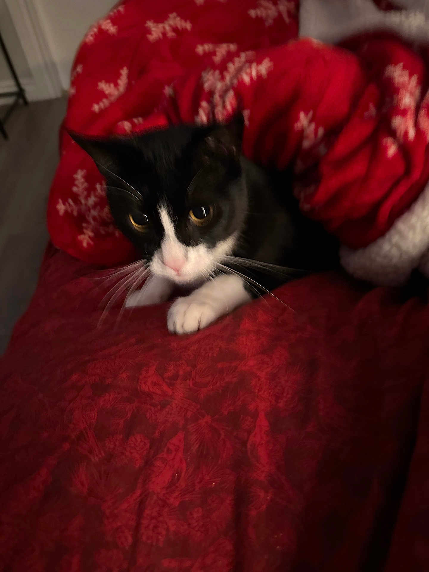 Zira joined the competition — help win amazing prizes! cat, black_and_white, blanket, red, paws, indoor, cozy, curious, animal, pet, feline, whiskers, face, fur, resting, soft, pattern, snowflake, comfort, closeup