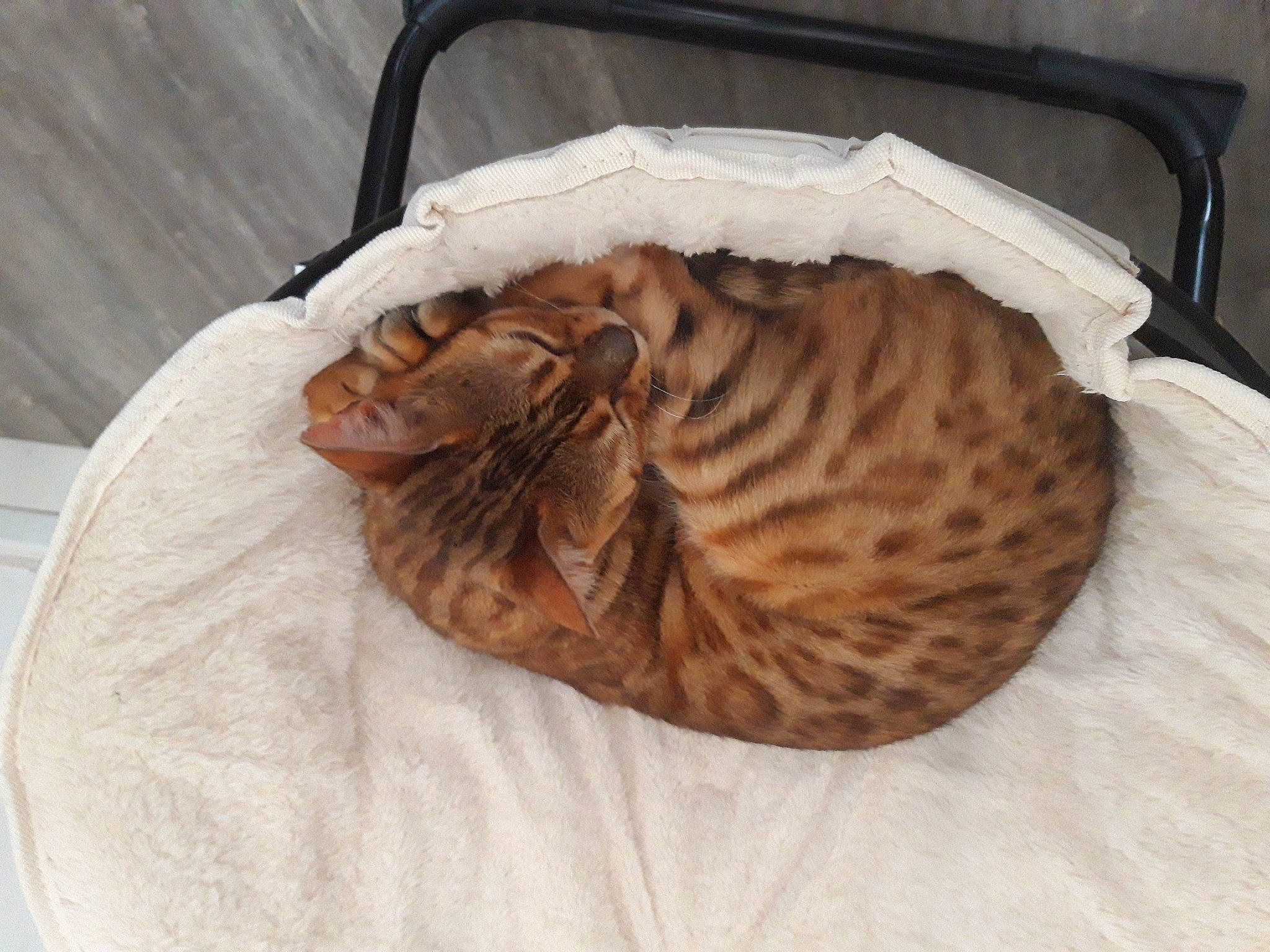 Maïa participe au concours pour gagner de l'argent avec cette photo : bed, bedding, bengal, carnivore, cat, cat_bed, cat_supply, comfort, domestic_short_haired_cat, duvet, fawn, felidae, fur, linens, small_to_medium_sized_cats, snout, tail, terrestrial_animal, whiskers, wildlife