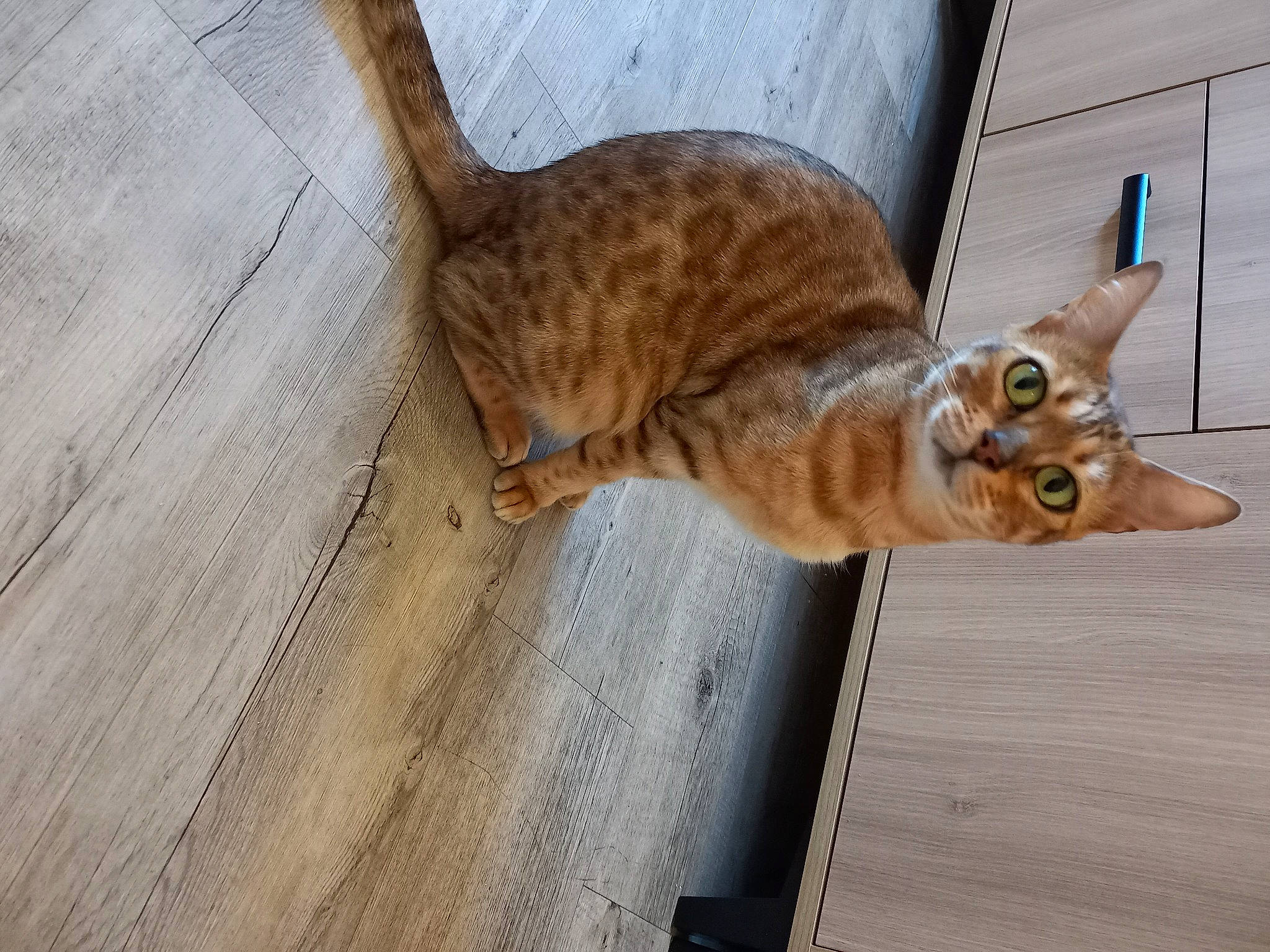 Maïa participe au concours pour gagner de l'argent avec cette photo : carnivore, cat, claw, domestic_short_haired_cat, fawn, felidae, flooring, fur, hardwood, plank, small_to_medium_sized_cats, snout, tail, terrestrial_animal, varnish, whiskers, wildlife, wood, wood_flooring, wood_stain