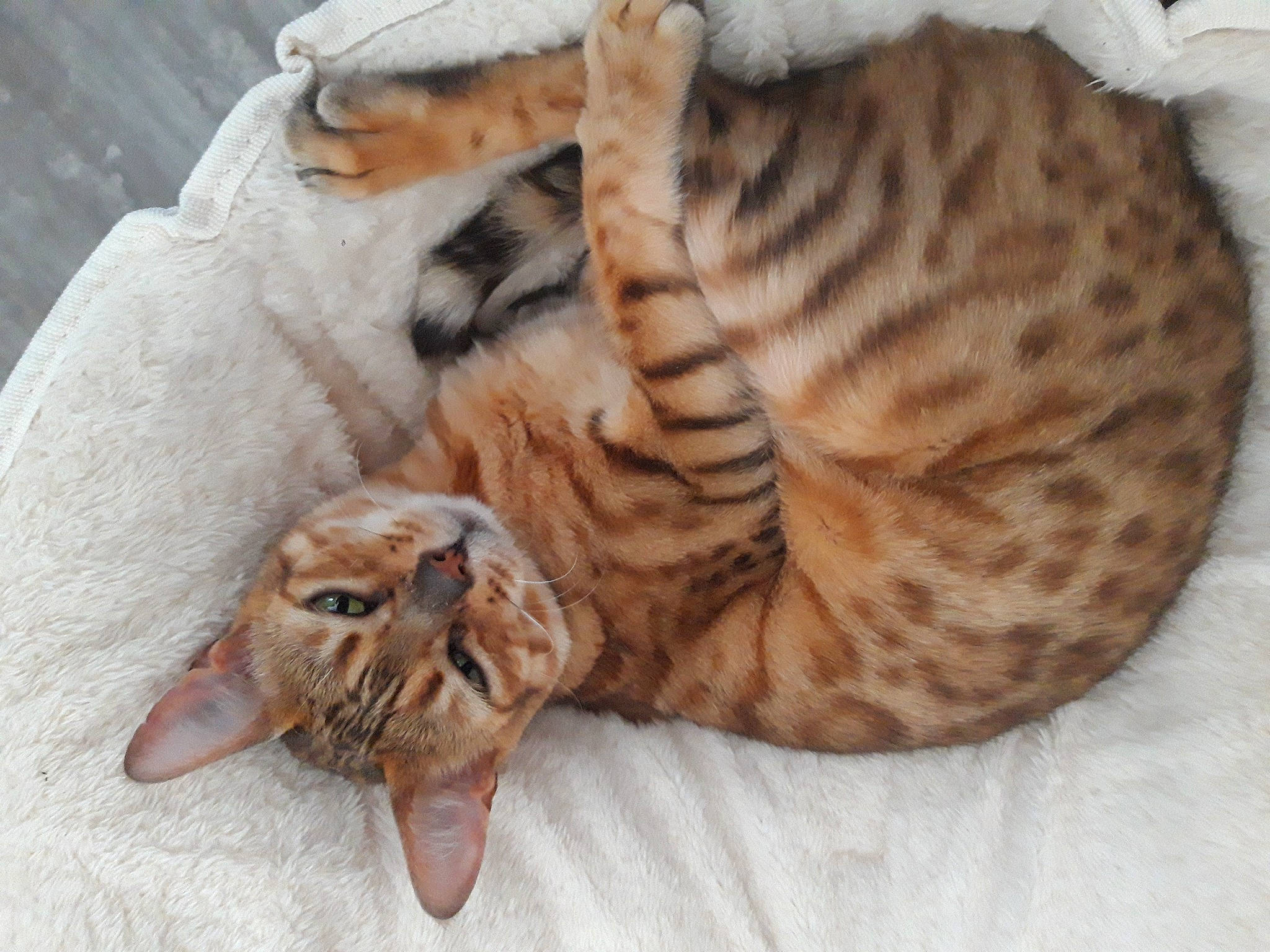 Maïa a rejoint le concours — aidez-le/la à gagner de superbes lots ! carnivore, cat, cat_bed, cat_supply, claw, comfort, domestic_short_haired_cat, fawn, felidae, fur, nap, paw, peach, sleep, small_to_medium_sized_cats, snout, tail, terrestrial_animal, whiskers, wood