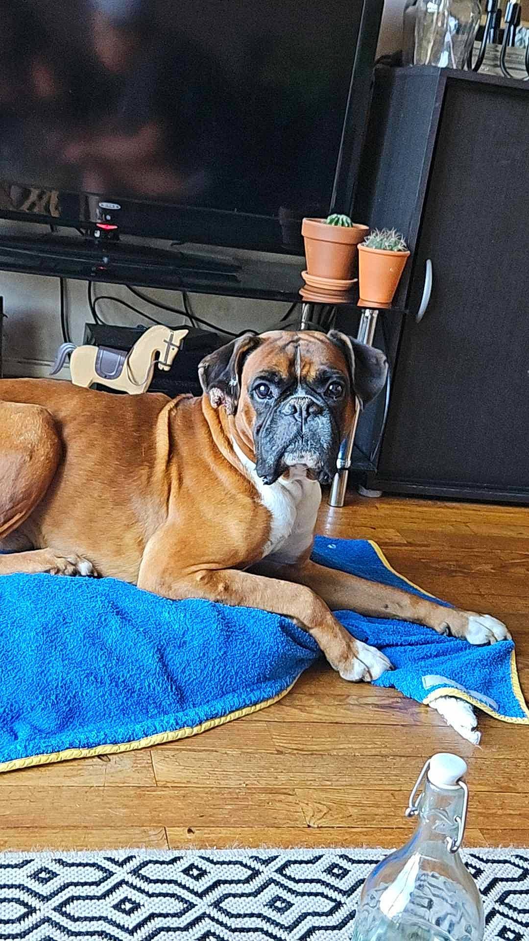 Calvin participe au concours pour gagner de l'argent avec cette photo : boxer, canidae, carnivore, comfort, companion_dog, dog, dog_breed, dog_collar, dog_supply, electric_blue, fawn, flooring, hardwood, home_appliance, liver, pet_supply, snout, sporting_group, wood, working_animal