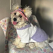 Poochie joined the competition — help win amazing prizes! dog, pet, canine, small_dog, curly_fur, white_fur, floral_hat, pink_hat, pet_clothing, lavender_outfit, tongue_out, happy, sitting, chair, floral_pattern, indoor, portrait, adorable, costume, home