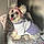 Poochie