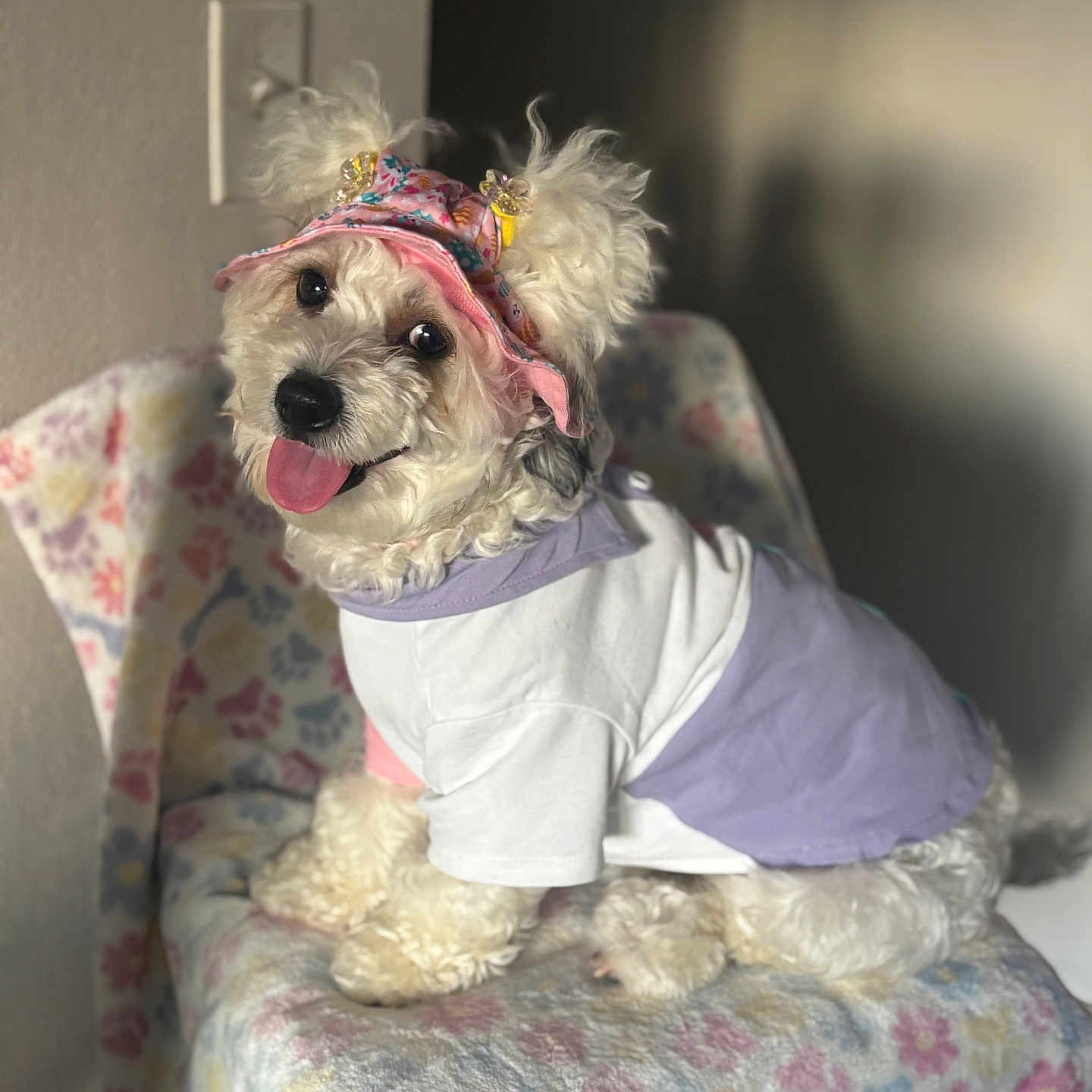 Poochie joined the competition — help win amazing prizes! dog, pet, canine, small_dog, curly_fur, white_fur, floral_hat, pink_hat, pet_clothing, lavender_outfit, tongue_out, happy, sitting, chair, floral_pattern, indoor, portrait, adorable, costume, home