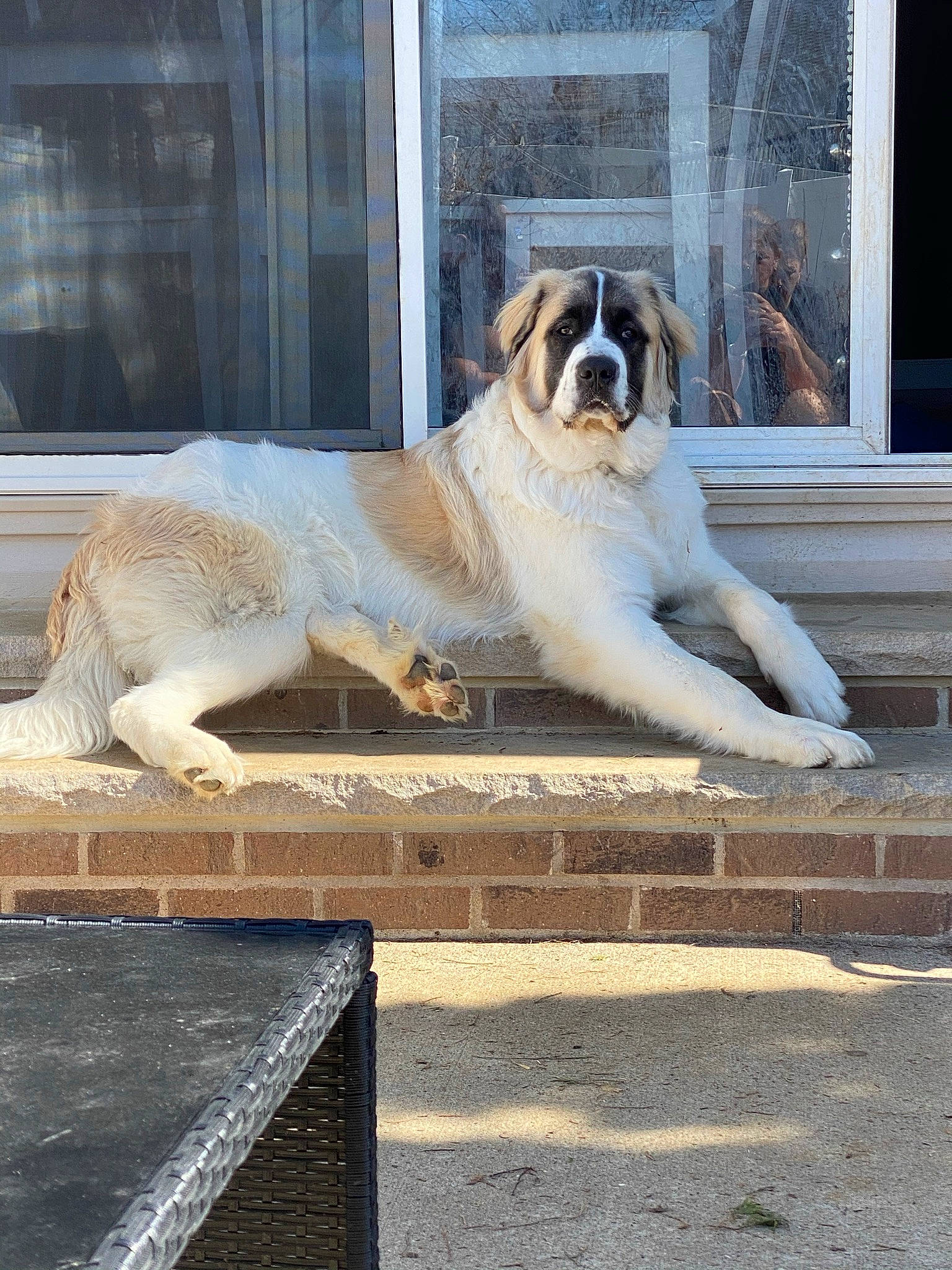 Baker joined the competition — help win amazing prizes! art, building, canidae, carnivore, companion_dog, dog, dog_breed, door, facade, fawn, flooring, line, road_surface, sidewalk, snout, sporting_group, tail, water, window, wood