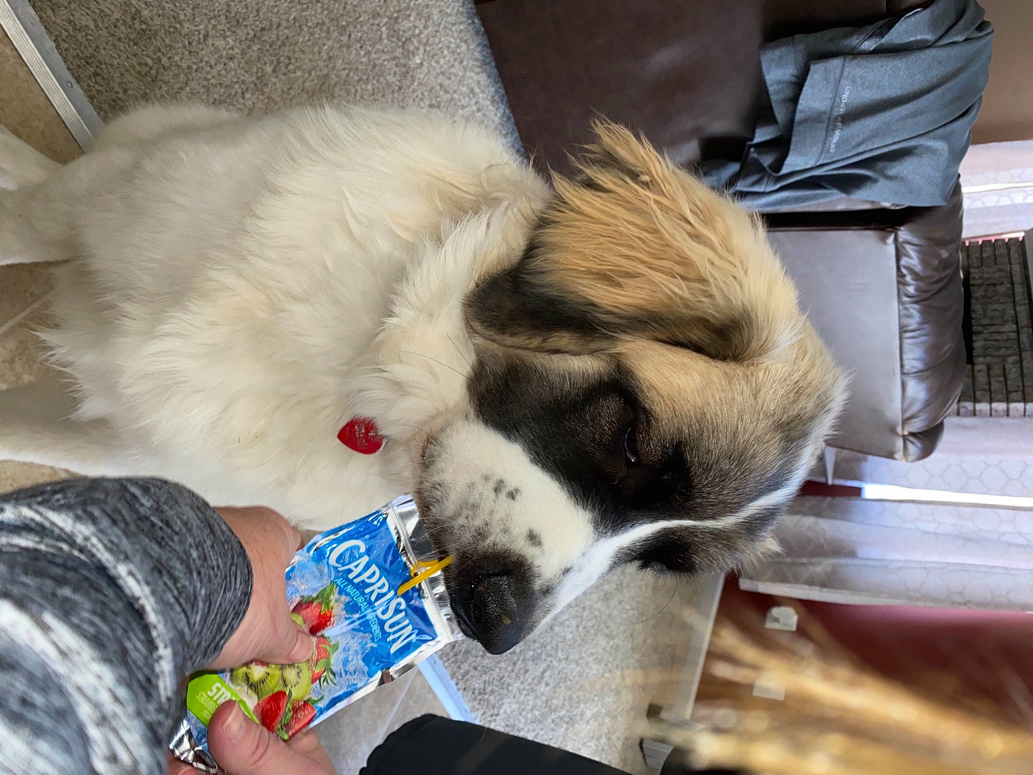 Baker joined the competition — help win amazing prizes! canidae, carnivore, claw, collar, comfort, companion_dog, dog, dog_breed, dog_supply, fawn, felidae, foot, fur, paw, pet_supply, snout, sporting_group, toy_dog, whiskers, working_animal