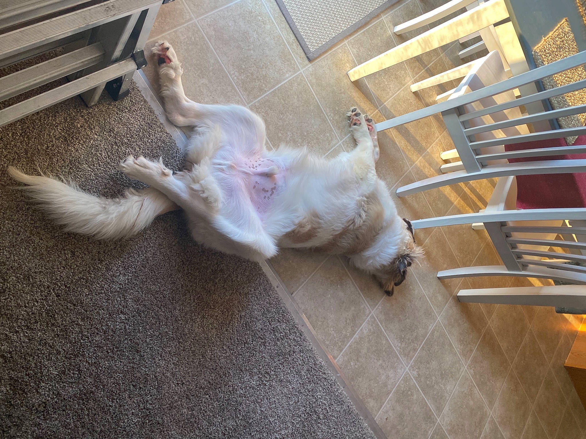 Baker joined the competition — help win amazing prizes! canidae, carnivore, chair, comfort, companion_dog, dog, dog_breed, fawn, felidae, floor, flooring, fur, hardwood, human_leg, outdoor_furniture, room, small_to_medium_sized_cats, sporting_group, tail, wood