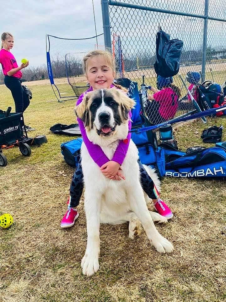 Baker joined the competition — help win amazing prizes! bulldog, carnivore, cloud, collar, companion_dog, dog, dog_breed, dog_collar, event, fawn, fence, happy, leash, leisure, mesh, pet_supply, plant, sky, smile, snout