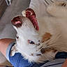 Vanille a rejoint le concours — aidez-le/la à gagner de superbes lots ! dog, puppy, white_dog, tan_markings, fluffy, long_hair, yawning, open_mouth, teeth, tongue, blue_eyes, nose, ears, close_up, pet, lap, indoor, bed, human, funny
