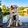 Vanille a rejoint le concours — aidez-le/la à gagner de superbes lots ! dog, canine, pet, sitting, happy, smiling, tongue_out, fluffy, white_fur, brown_patches, leash, harness, outdoor, lakeside, pond, water, reflection, trees, blue_sky, sunlight
