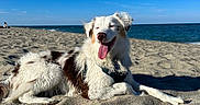 Vanille a rejoint le concours — aidez-le/la à gagner de superbes lots ! dog, beach, ocean, sand, sky, outdoors, portrait, sitting, lying_down, happy, smiling, tongue, fur, white_fur, brown_patches, collar, harness, sunny, coastline, relaxed