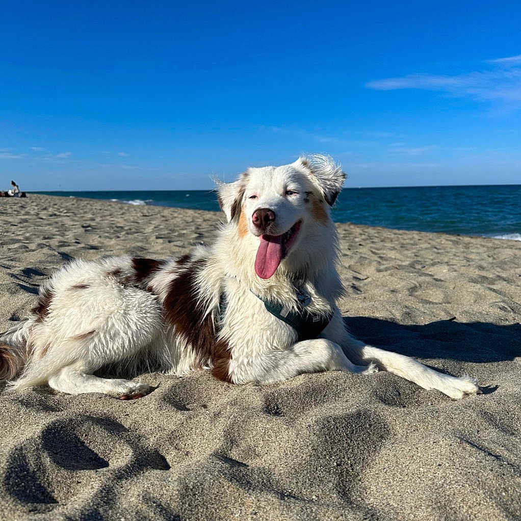 Vanille a rejoint le concours — aidez-le/la à gagner de superbes lots ! dog, beach, ocean, sand, sky, outdoors, portrait, sitting, lying_down, happy, smiling, tongue, fur, white_fur, brown_patches, collar, harness, sunny, coastline, relaxed