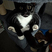 Loki joined the competition — help win amazing prizes! animal, cat, cat_tree, close_up, cozy, cute, feline, fur, gray, indoor, looking_up, paws, pet, relaxed, resting, soft_texture, tail, tuxedo_cat, whiskers, wide_eyes