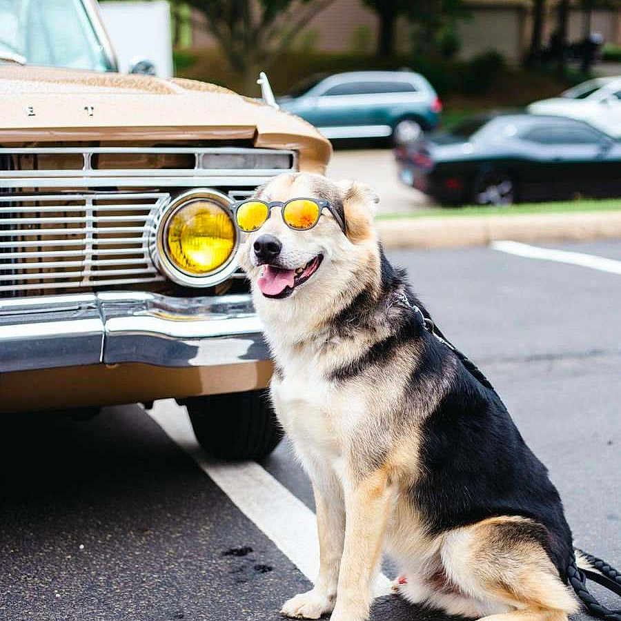 Wrangler joined the competition — help win amazing prizes! automotive_lighting, bumper, car, carnivore, classic_car, collar, companion_dog, dog, dog_breed, grille, headlamp, hood, land_vehicle, motor_vehicle, plant, snout, tire, tree, vehicle, vehicle_registration_plate