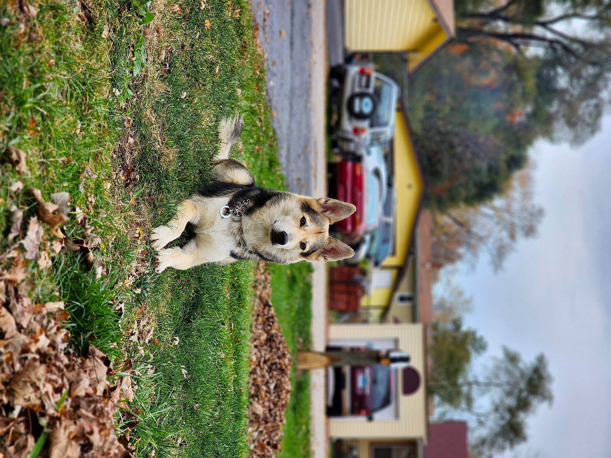 Wrangler joined the competition — help win amazing prizes! art, building, canidae, carnivore, dog, dog_breed, grass, house, plant, sky, sporting_group, tail, tree, trunk, wall, wildlife, wood