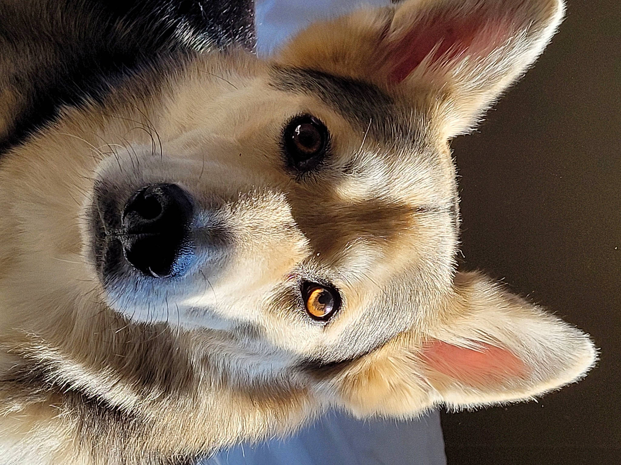 Wrangler joined the competition — help win amazing prizes! ancient_dog_breeds, art, canidae, carnivore, companion_dog, dog, dog_breed, ear, eyelash, fawn, felidae, fur, paw, small_to_medium_sized_cats, snout, terrestrial_animal, toy_dog, whiskers, wildlife, working_animal