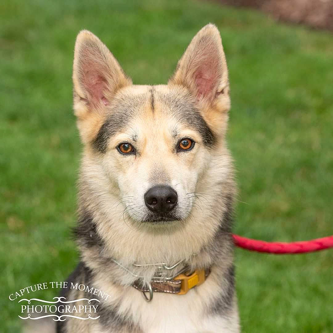 Wrangler is registered to the contest to win money with this photo: ancient_dog_breeds, canidae, canis_lupus_tundrarum, carnivore, collar, companion_dog, dog, dog_breed, fur, grass, herding_dog, leash, sled_dog, snout, sporting_group, terrestrial_animal, whiskers, wildlife, working_animal, working_dog