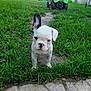 Alma a rejoint le concours — aidez-le/la à gagner de superbes lots ! puppy, dog, white_dog, grass, backyard, toy_tractor, trampoline, path, curious, outdoor, pet, animal, greenery, playground, summer, young_dog, small_dog, nature, yard, cute